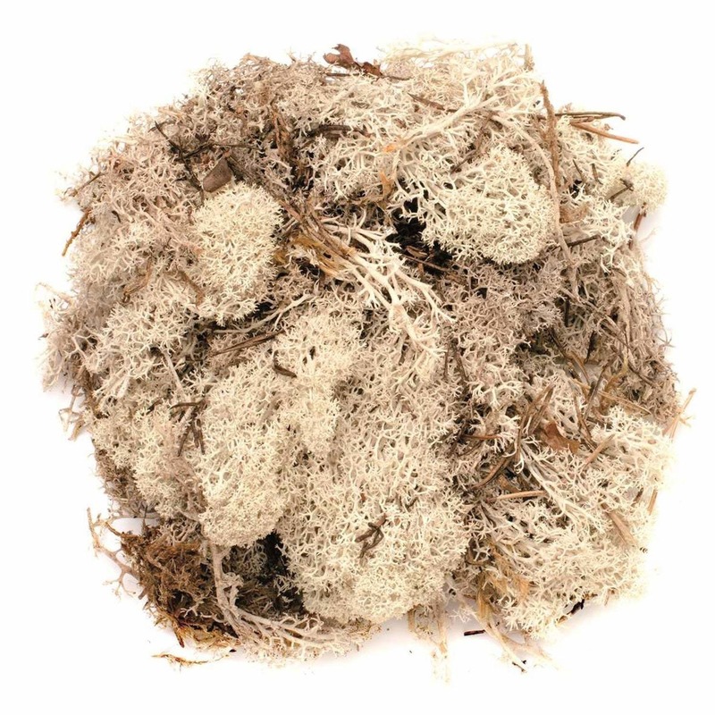 Decoratie mos naturel 50 gram