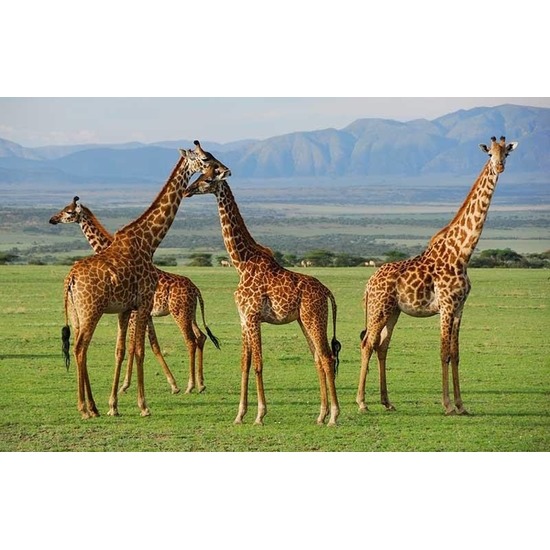 Placemat giraffen 3D 28 x 44 cm