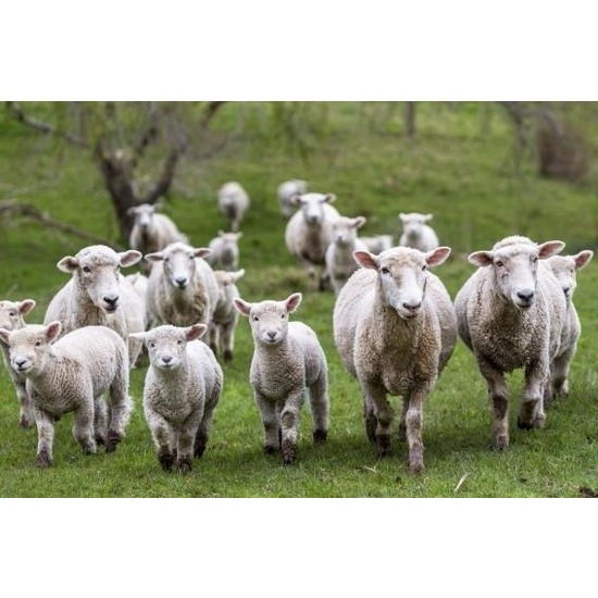 Placemats schapen en lammetjes 3D 30 x 40 cm