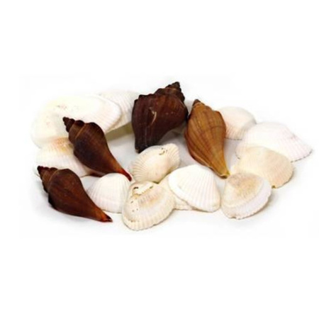Decorative/hobby white/brown sea shells 100 grams