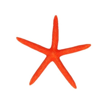 Decorative orange starfish 2 pieces