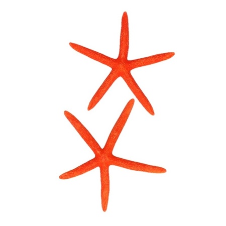 Decorative orange starfish 2 pieces