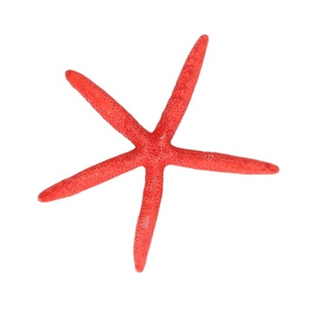 Decorative red starfish 2 pieces